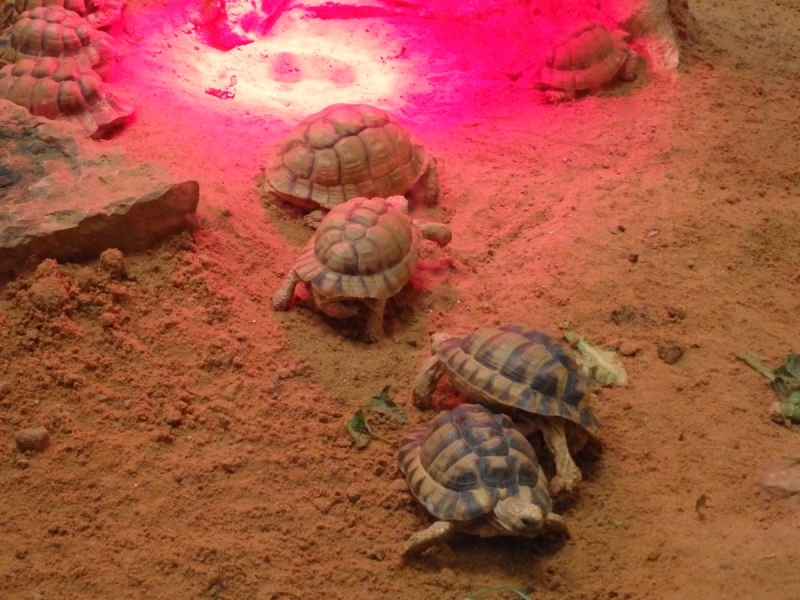 На курсах в Израиле в середине осени (Тель-Авив - Яффо, Герцлия, Иерусалим)