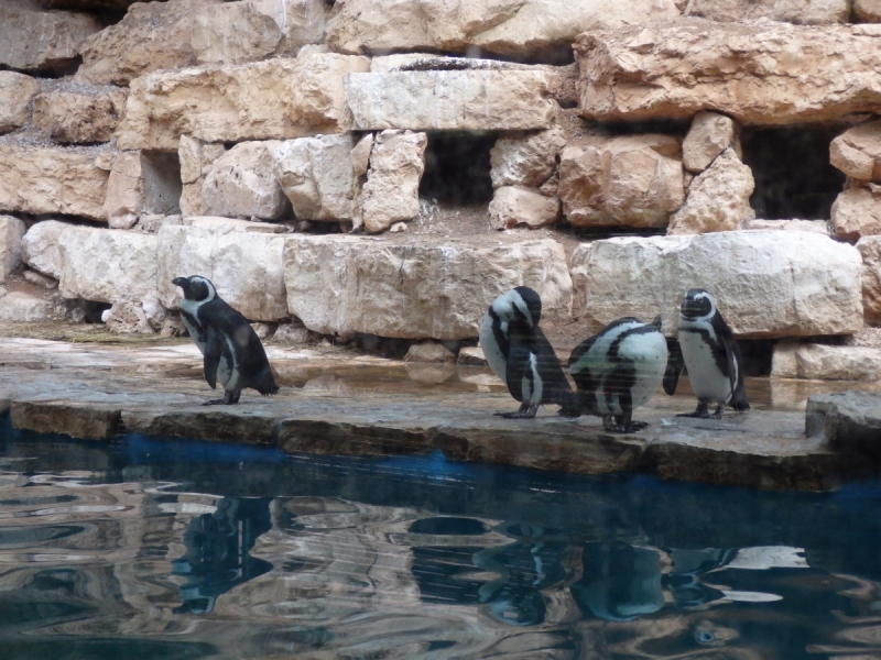 На курсах в Израиле в середине осени (Тель-Авив - Яффо, Герцлия, Иерусалим)