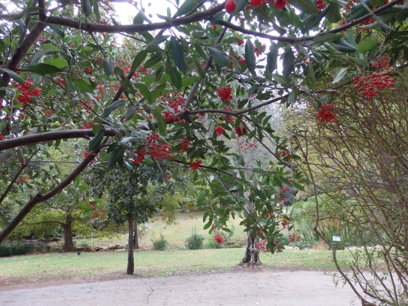 На курсах в Израиле в середине осени (Тель-Авив - Яффо, Герцлия, Иерусалим)