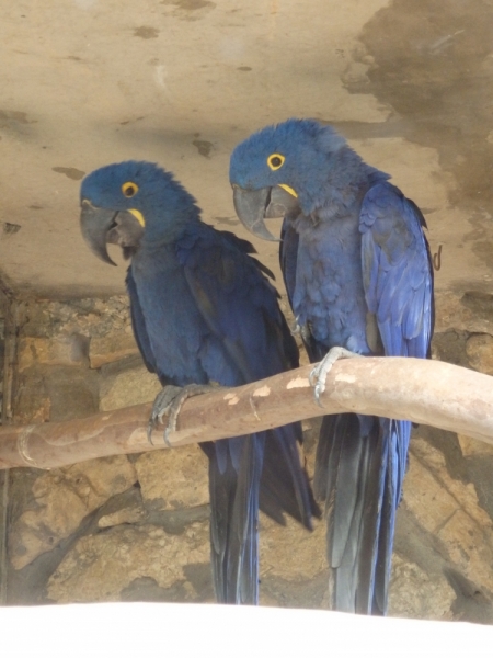 На курсах в Израиле в середине осени (Тель-Авив - Яффо, Герцлия, Иерусалим)