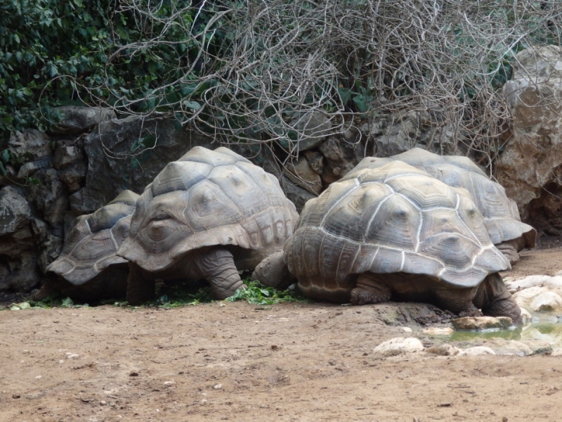 На курсах в Израиле в середине осени (Тель-Авив - Яффо, Герцлия, Иерусалим)