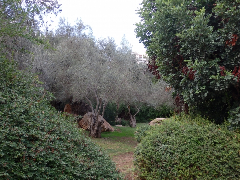 На курсах в Израиле в середине осени (Тель-Авив - Яффо, Герцлия, Иерусалим)