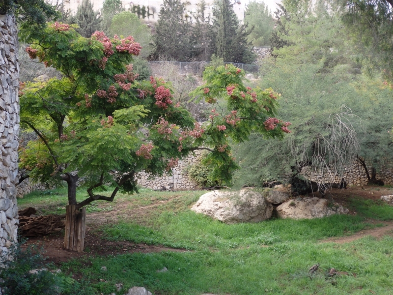 На курсах в Израиле в середине осени (Тель-Авив - Яффо, Герцлия, Иерусалим)