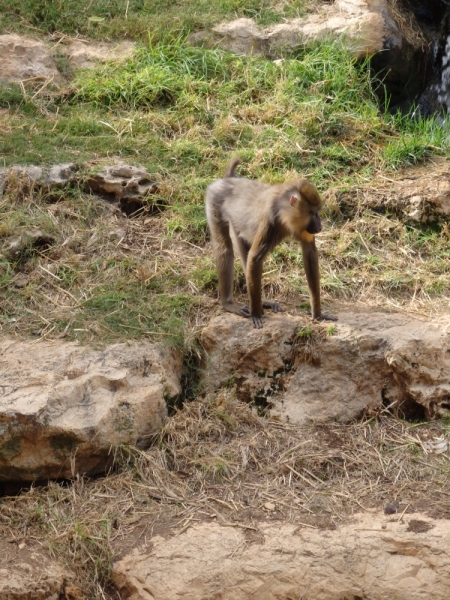 На курсах в Израиле в середине осени (Тель-Авив - Яффо, Герцлия, Иерусалим)