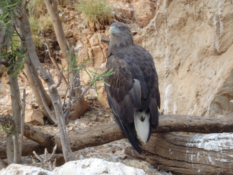 На курсах в Израиле в середине осени (Тель-Авив - Яффо, Герцлия, Иерусалим)