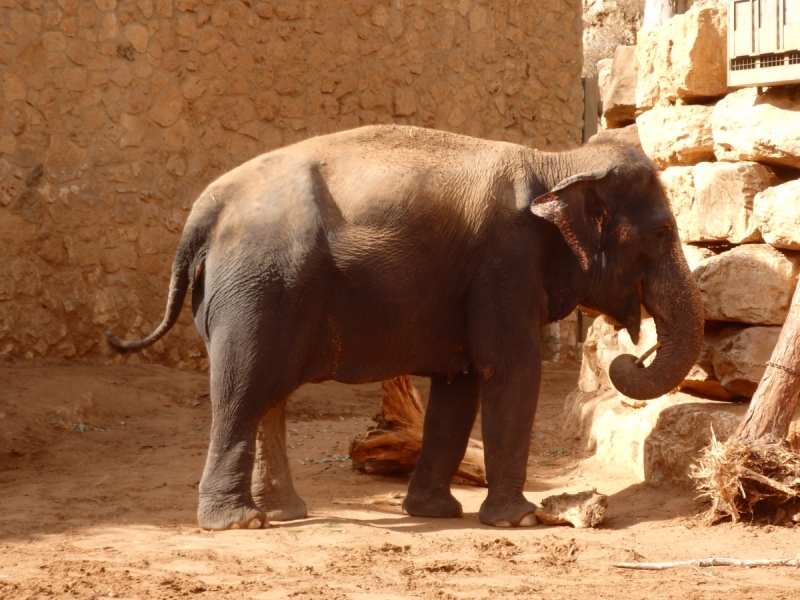 На курсах в Израиле в середине осени (Тель-Авив - Яффо, Герцлия, Иерусалим)