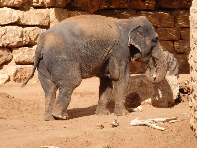На курсах в Израиле в середине осени (Тель-Авив - Яффо, Герцлия, Иерусалим)