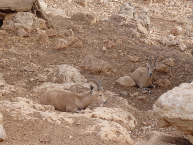 На курсах в Израиле в середине осени (Тель-Авив - Яффо, Герцлия, Иерусалим)