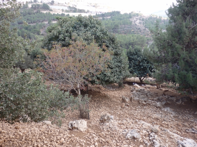 На курсах в Израиле в середине осени (Тель-Авив - Яффо, Герцлия, Иерусалим)