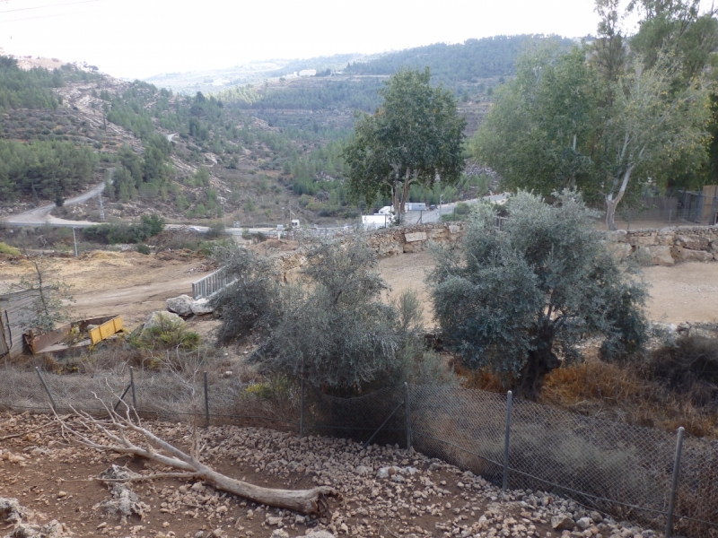 На курсах в Израиле в середине осени (Тель-Авив - Яффо, Герцлия, Иерусалим)