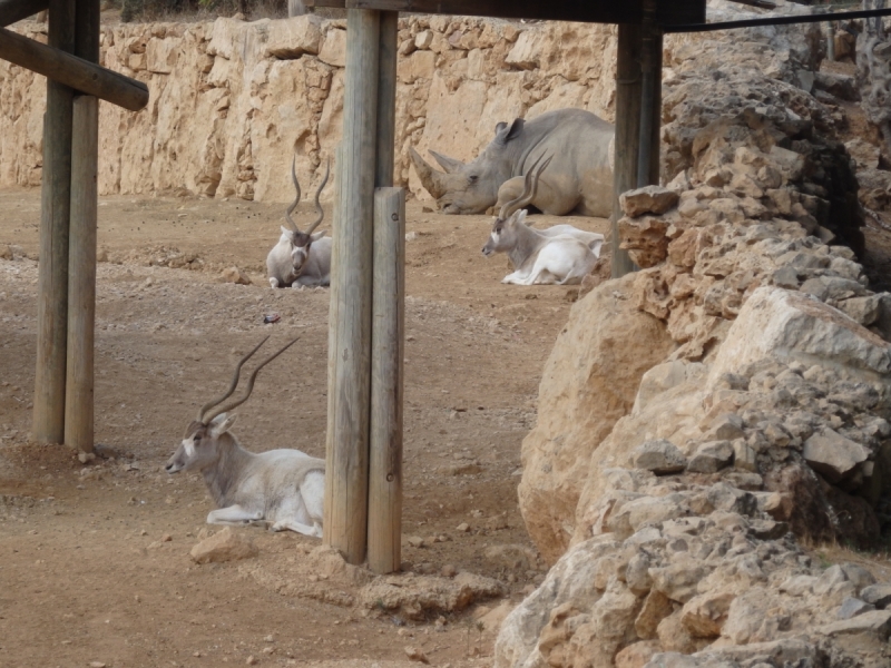 На курсах в Израиле в середине осени (Тель-Авив - Яффо, Герцлия, Иерусалим)