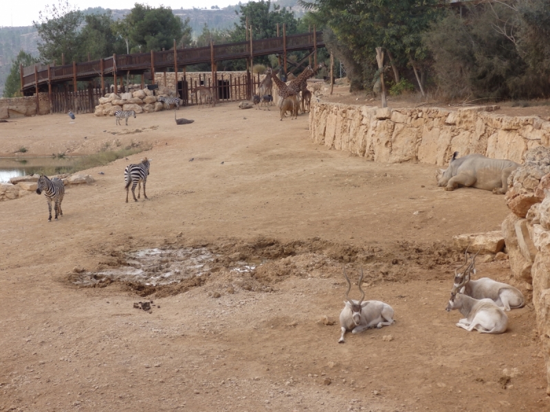 На курсах в Израиле в середине осени (Тель-Авив - Яффо, Герцлия, Иерусалим)