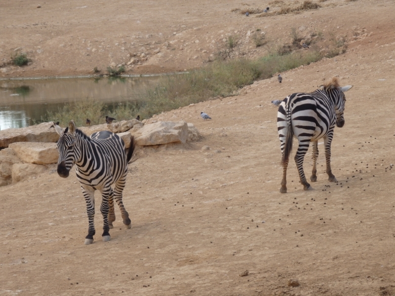 На курсах в Израиле в середине осени (Тель-Авив - Яффо, Герцлия, Иерусалим)