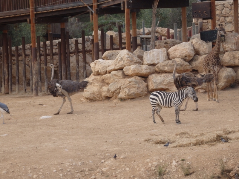 На курсах в Израиле в середине осени (Тель-Авив - Яффо, Герцлия, Иерусалим)
