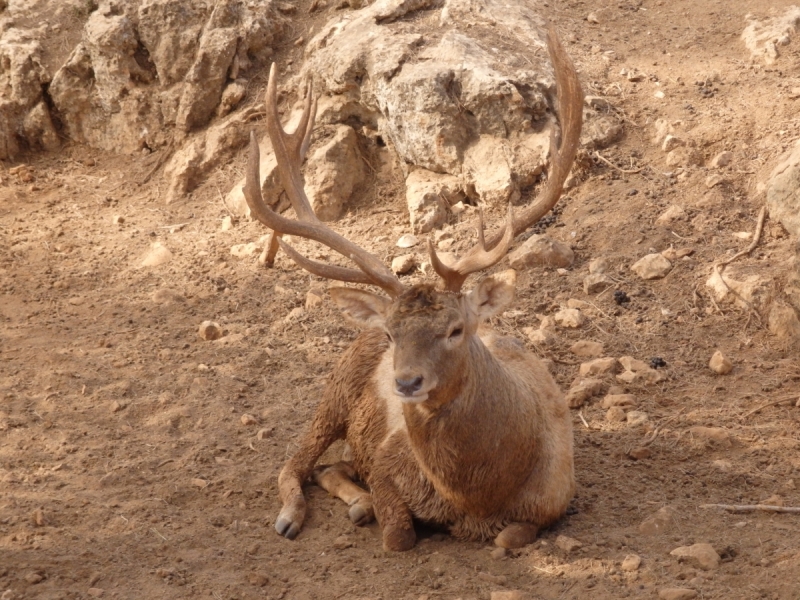 На курсах в Израиле в середине осени (Тель-Авив - Яффо, Герцлия, Иерусалим)