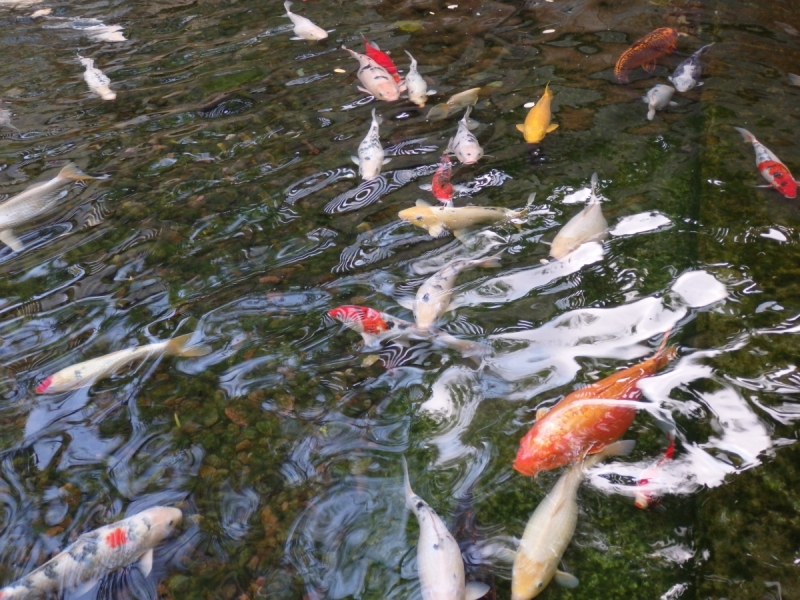 На курсах в Израиле в середине осени (Тель-Авив - Яффо, Герцлия, Иерусалим)