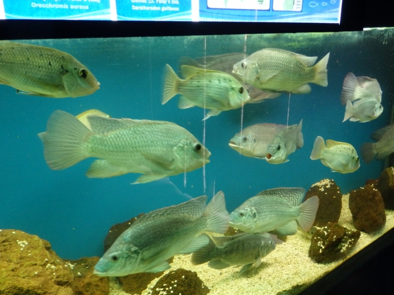 На курсах в Израиле в середине осени (Тель-Авив - Яффо, Герцлия, Иерусалим)