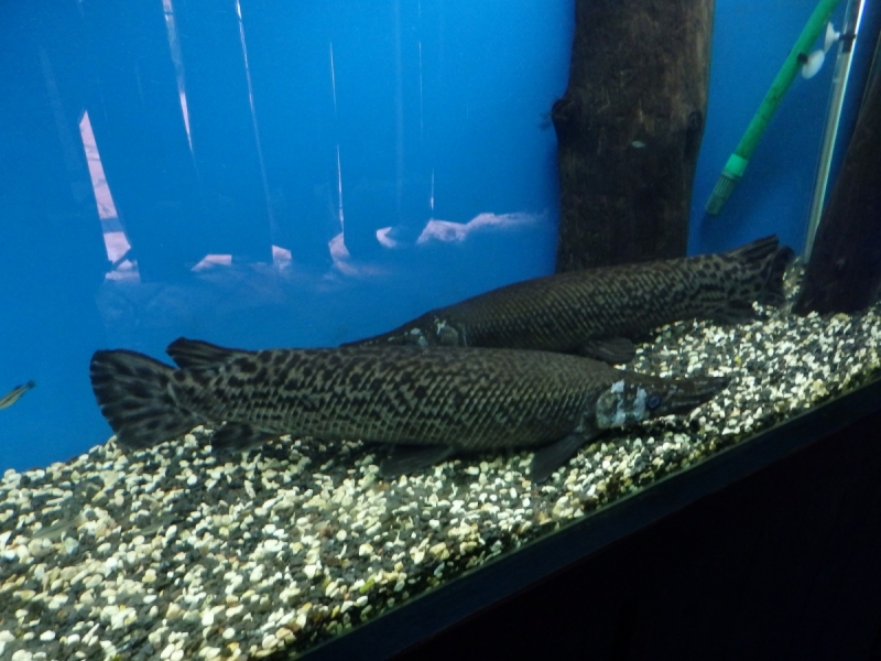 На курсах в Израиле в середине осени (Тель-Авив - Яффо, Герцлия, Иерусалим)