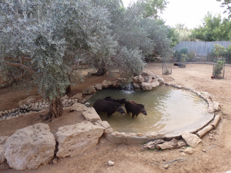 На курсах в Израиле в середине осени (Тель-Авив - Яффо, Герцлия, Иерусалим)