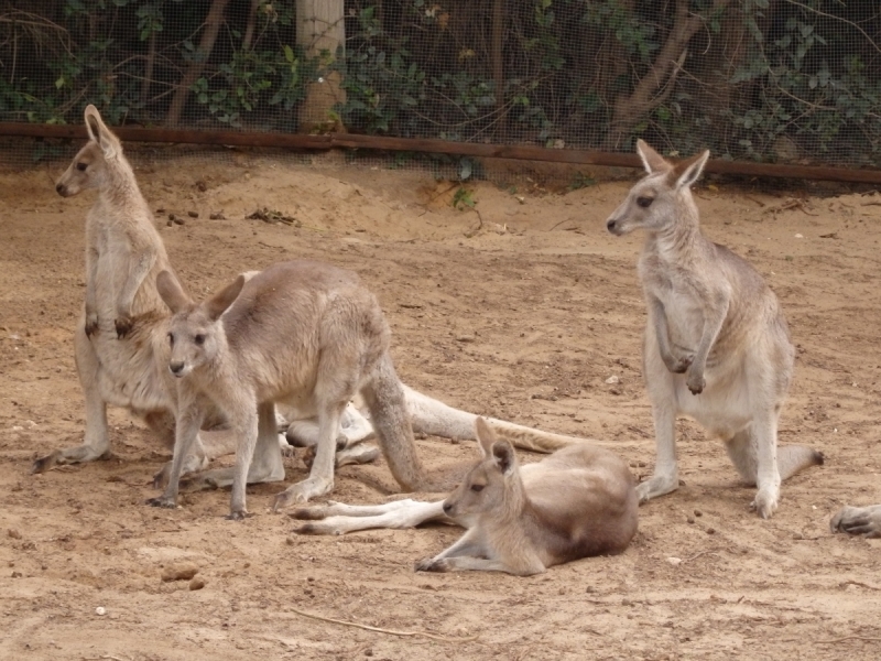 На курсах в Израиле в середине осени (Тель-Авив - Яффо, Герцлия, Иерусалим)
