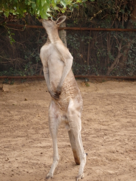 На курсах в Израиле в середине осени (Тель-Авив - Яффо, Герцлия, Иерусалим)