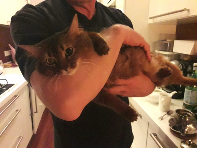 Кошки в нашей жизни. Кошки и все, что с ними связано.