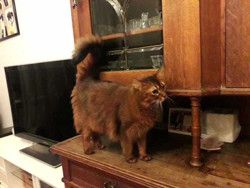 Кошки в нашей жизни. Кошки и все, что с ними связано.