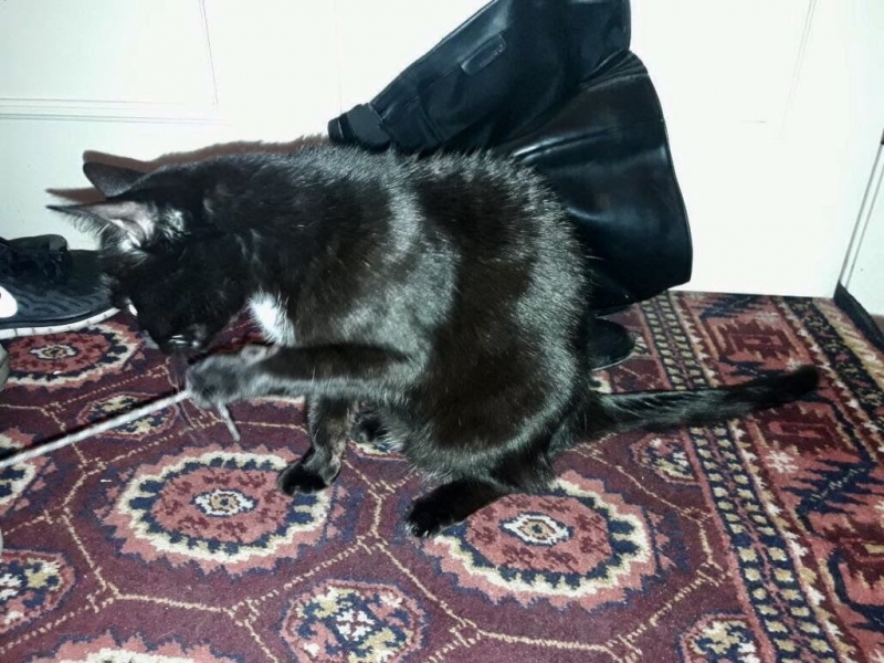 Кошки в нашей жизни. Кошки и все, что с ними связано.