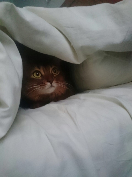 Кошки в нашей жизни. Кошки и все, что с ними связано.