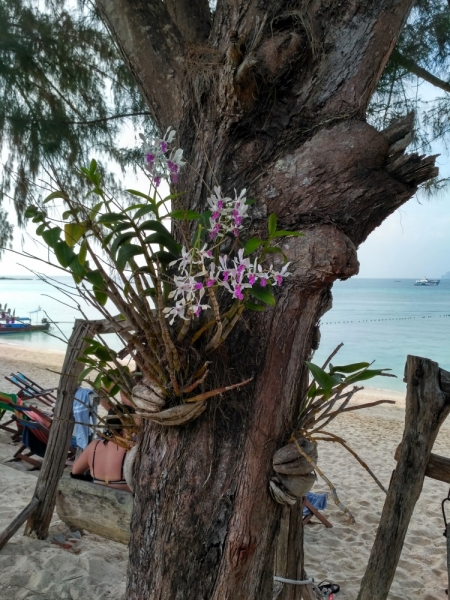 Тай-Рай. Начало. Пхукет-Пхи-Пхи.