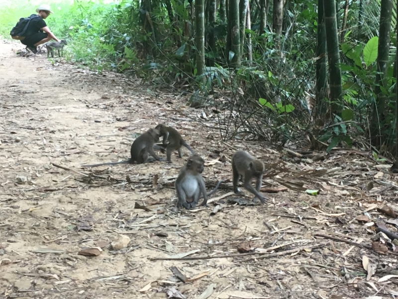 Немного Таиланда, ноябрь 2017. Бгк - Као Сок - Као Лак - Ко Као