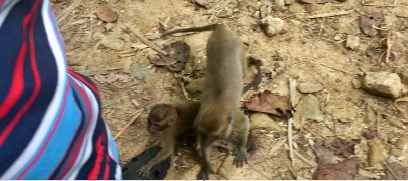 Немного Таиланда, ноябрь 2017. Бгк - Као Сок - Као Лак - Ко Као