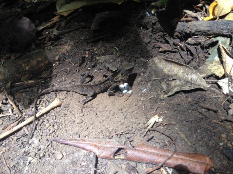 Немного Таиланда, ноябрь 2017. Бгк - Као Сок - Као Лак - Ко Као