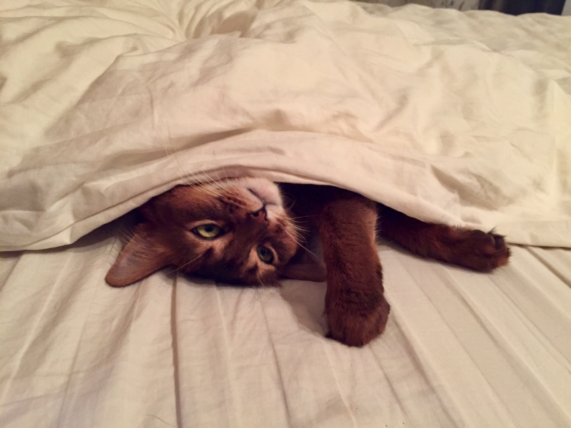 Кошки в нашей жизни. Кошки и все, что с ними связано.