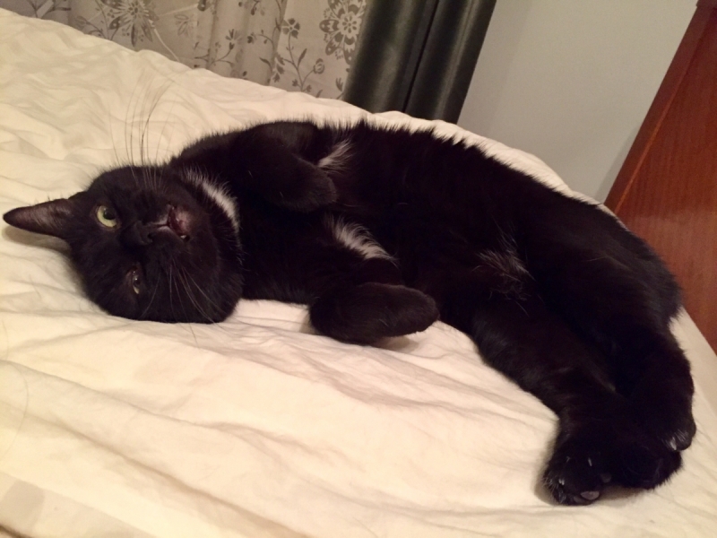 Кошки в нашей жизни. Кошки и все, что с ними связано.