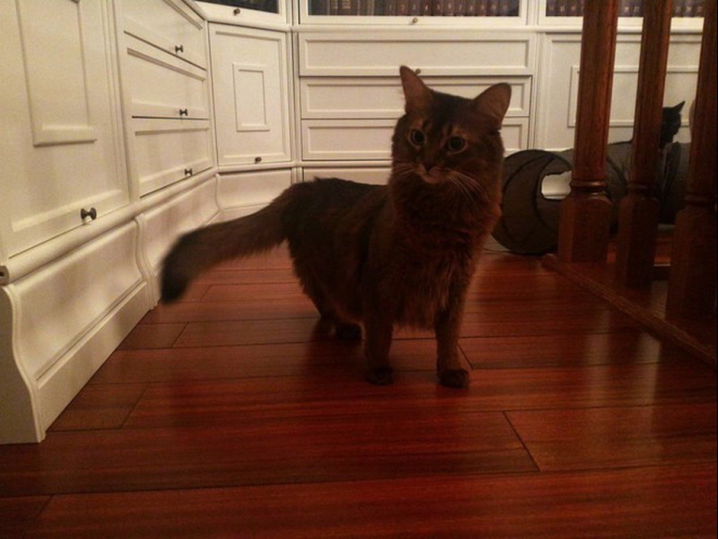 Кошки в нашей жизни. Кошки и все, что с ними связано.