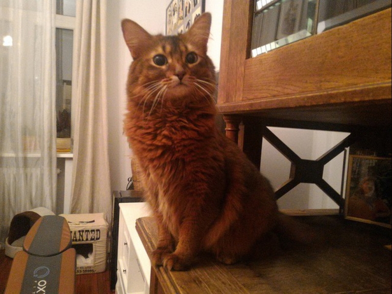 Кошки в нашей жизни. Кошки и все, что с ними связано.