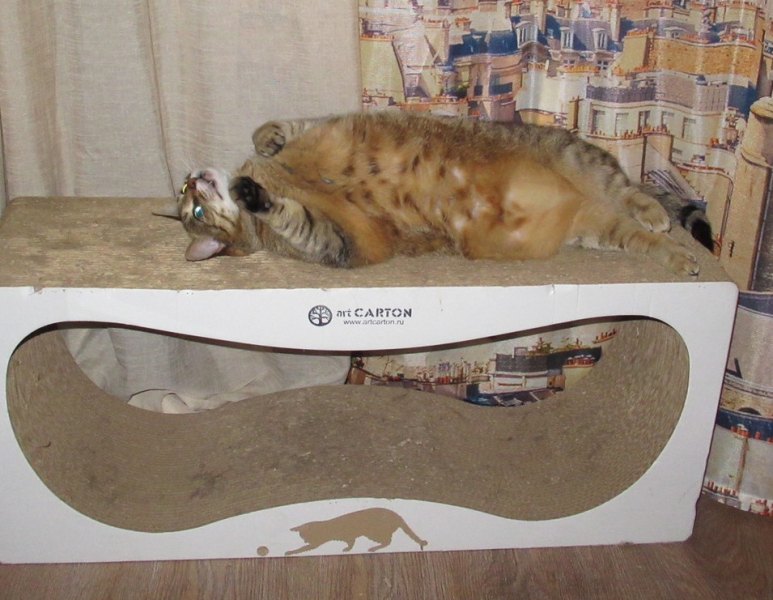 Кошки в нашей жизни. Кошки и все, что с ними связано.