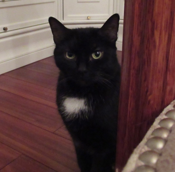 Кошки в нашей жизни. Кошки и все, что с ними связано.