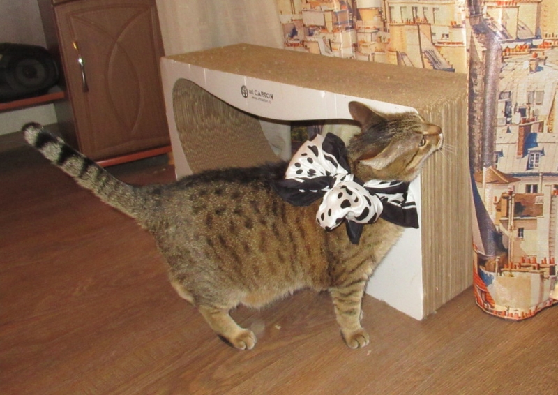 Кошки в нашей жизни. Кошки и все, что с ними связано.