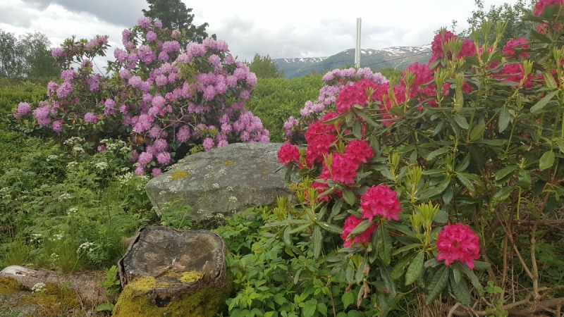 Там на неведомых дорожках...следы людей. Норвегия, регион фьордов, июнь 2017.