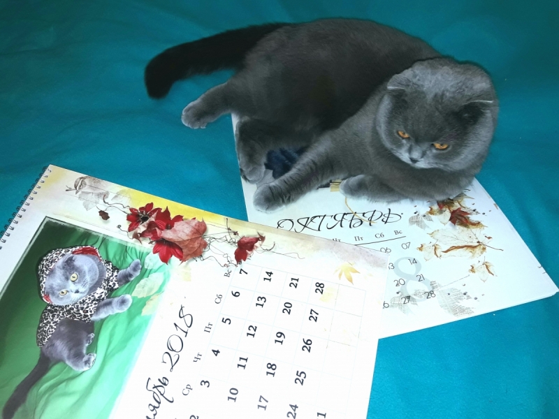 Кошки в нашей жизни. Кошки и все, что с ними связано.