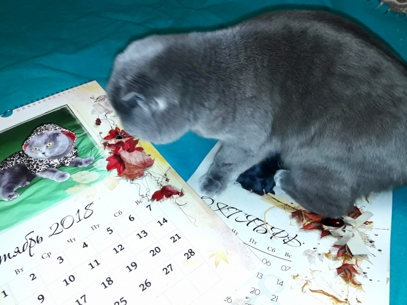 Кошки в нашей жизни. Кошки и все, что с ними связано.