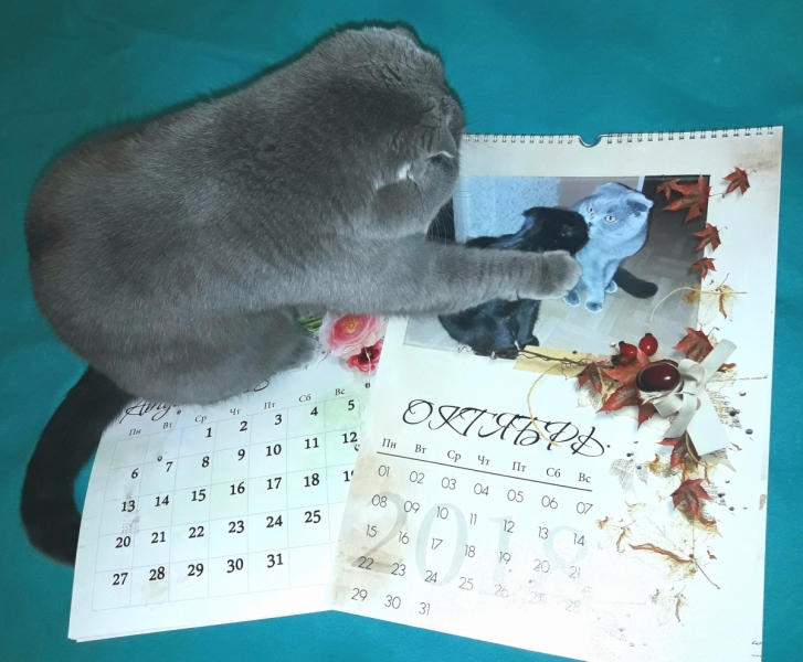 Кошки в нашей жизни. Кошки и все, что с ними связано.