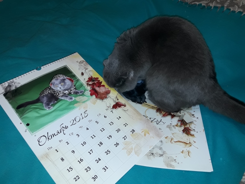 Кошки в нашей жизни. Кошки и все, что с ними связано.