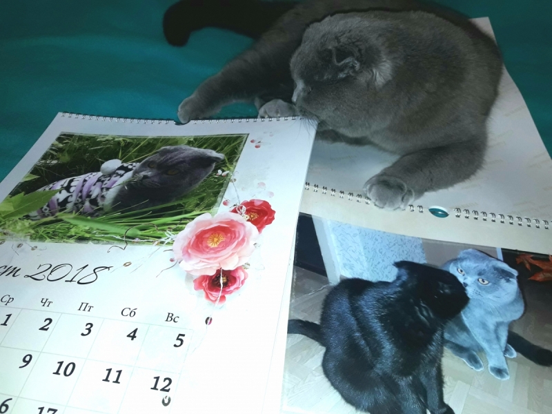 Кошки в нашей жизни. Кошки и все, что с ними связано.