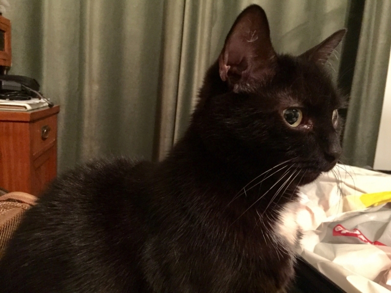 Кошки в нашей жизни. Кошки и все, что с ними связано.