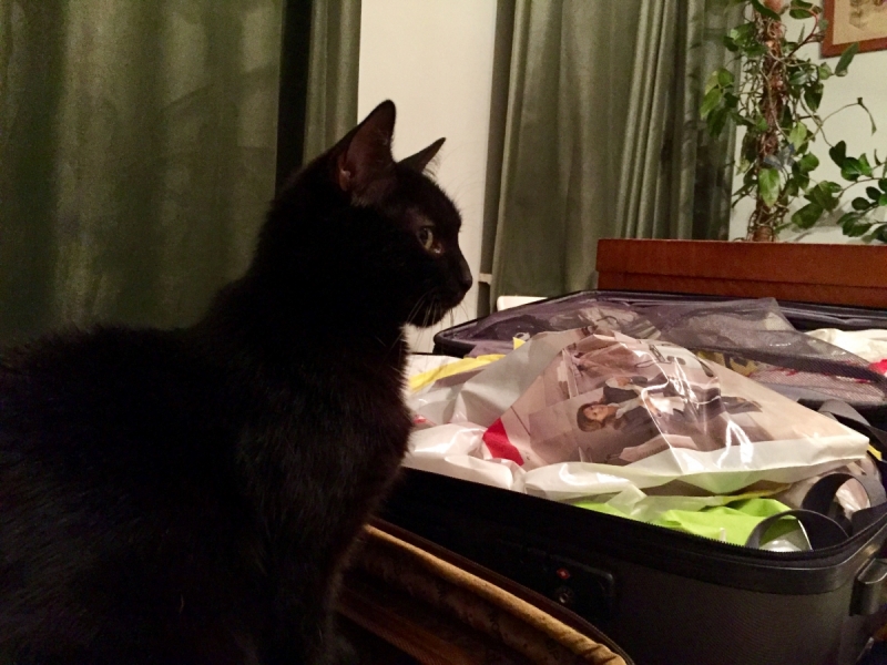 Кошки в нашей жизни. Кошки и все, что с ними связано.