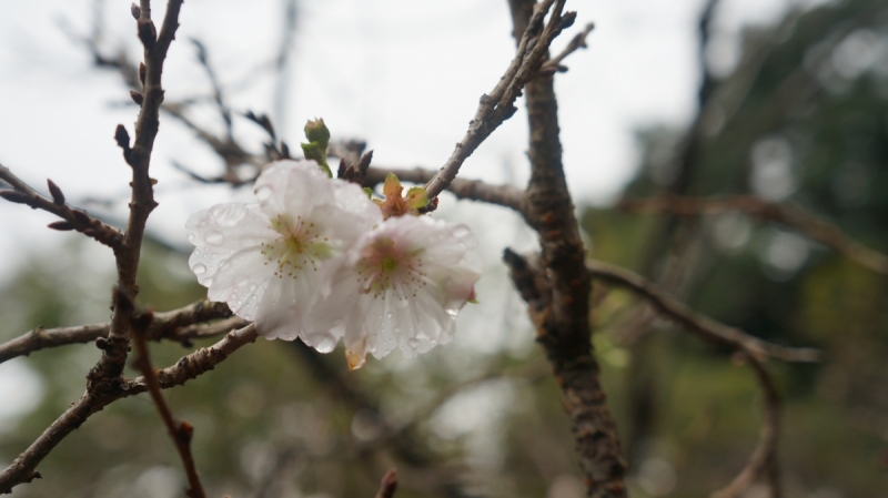 Да продлится лето!  — Okinawa (октябрь), плюс Хаконе/Токио по пути туда/обратно