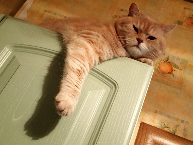 Кошки в нашей жизни. Кошки и все, что с ними связано.